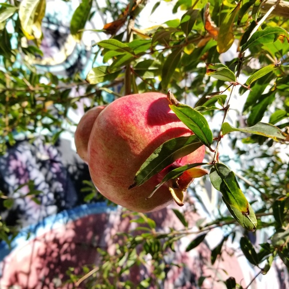 Meet your Posher, Ilana - Picture 1 of 1